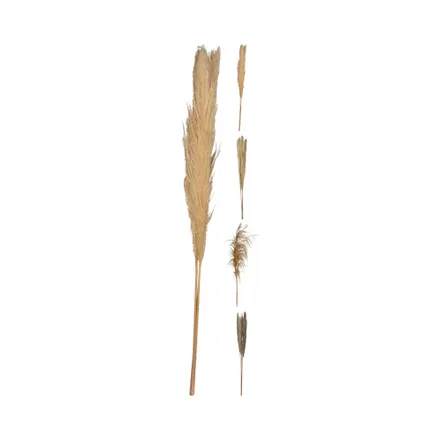 Rama Decorativa De Pampa Kpm 035063 110 Cm Surtido