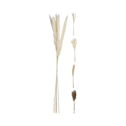 Rama Decorativa De Pampa Kpm 035062 75 Cm Surtido